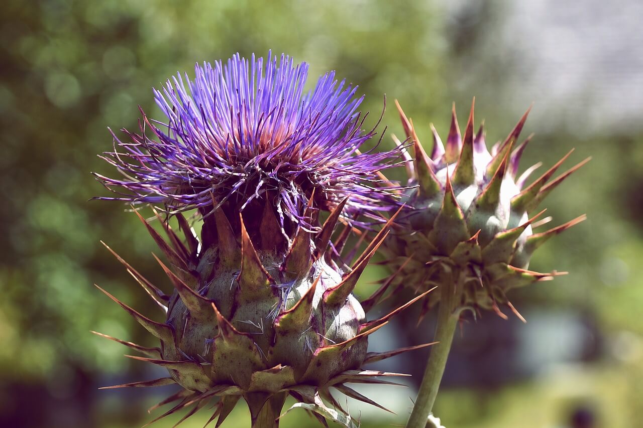 what to do with cardoon after flowering