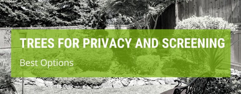 Best Trees For Privacy And Screening