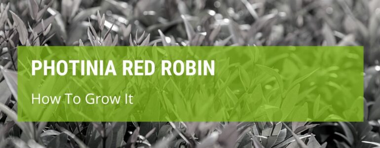 How To Grow Photinia Red Robin?