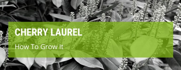 How To Grow Cherry Laurel {A Simple Guide}