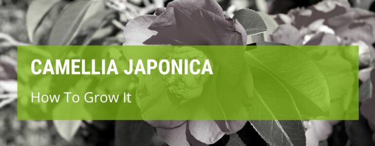 How To Grow Camellia Japonica?