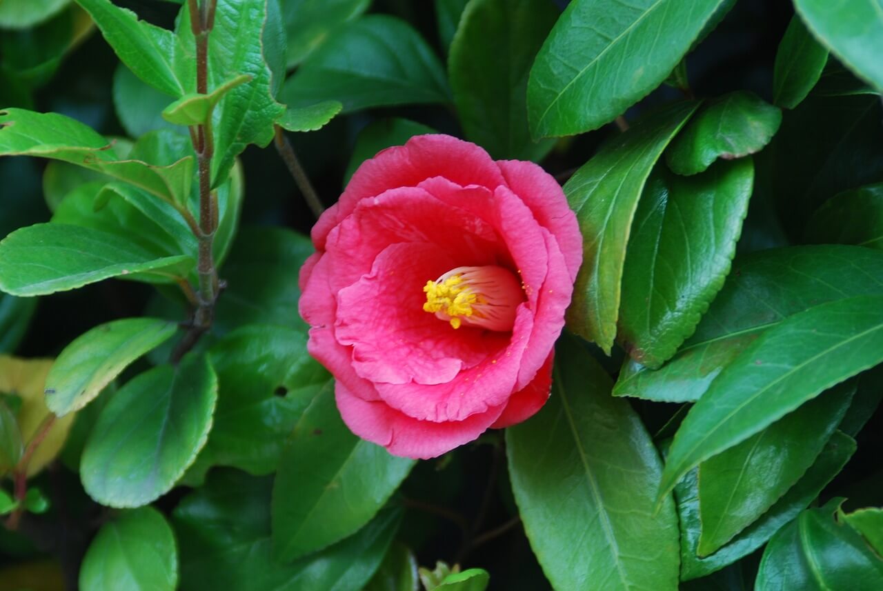How To Grow Camellia Japonica