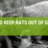 How To Keep Rats Out Of My Vegetable Garden?