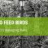 How To Feed Birds Without Encouraging Rats?